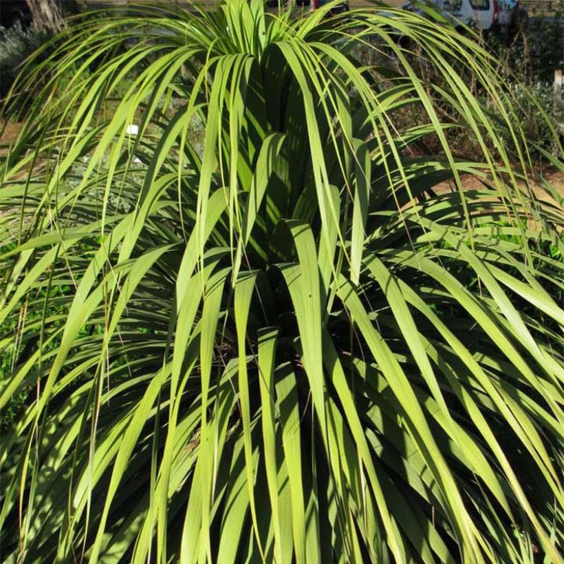 Nolina hibernica La Siberica (Foliage)