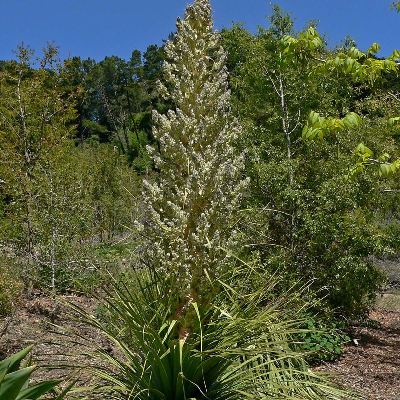 Nolina hibernica La Siberica (Flowering)