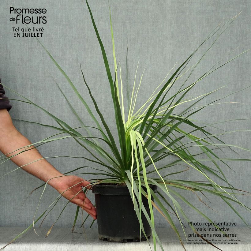 Nolina hibernica La Siberica 6L/7L pot sample as delivered in summer