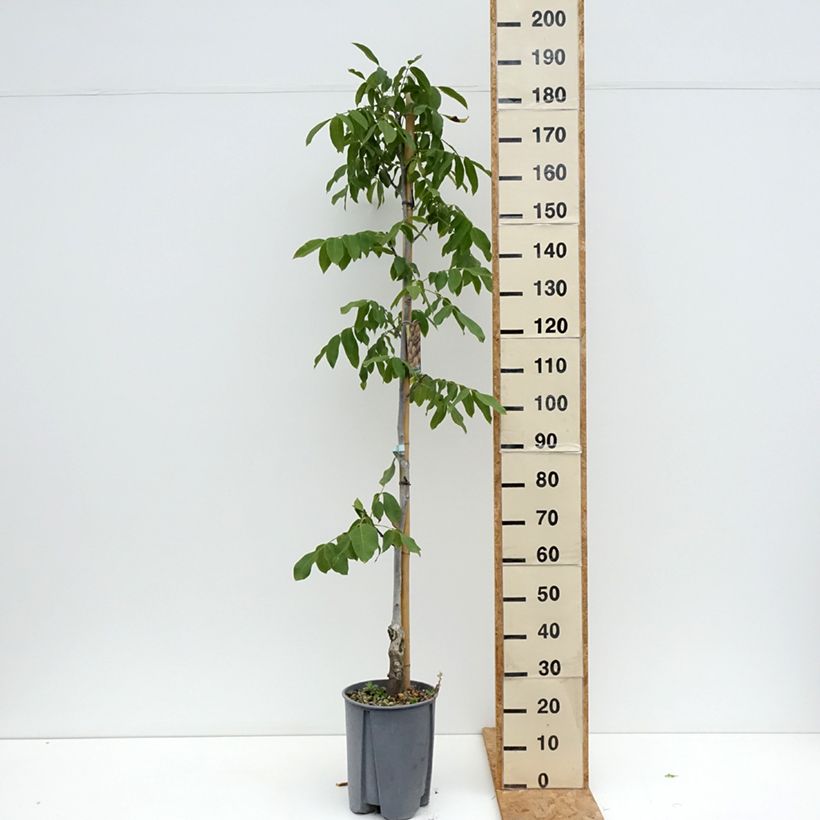 Juglans regia Chandler - Juglans regia 7.5L/10L pot, Half standard sample as delivered in summer