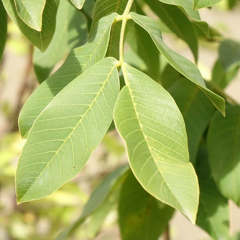 Juglans regia Chandler - Juglans regia (Foliage)