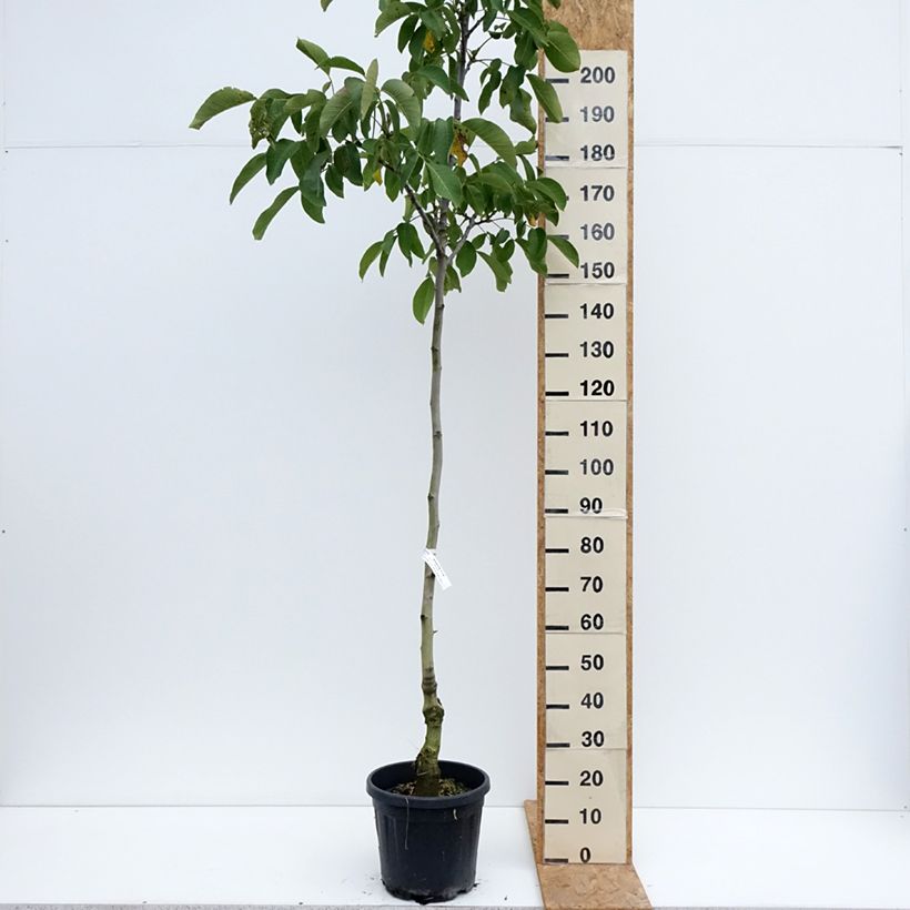 Common Walnut Mayette - Juglans regia 7.5L/10L pot, Sapling sample as delivered in summer