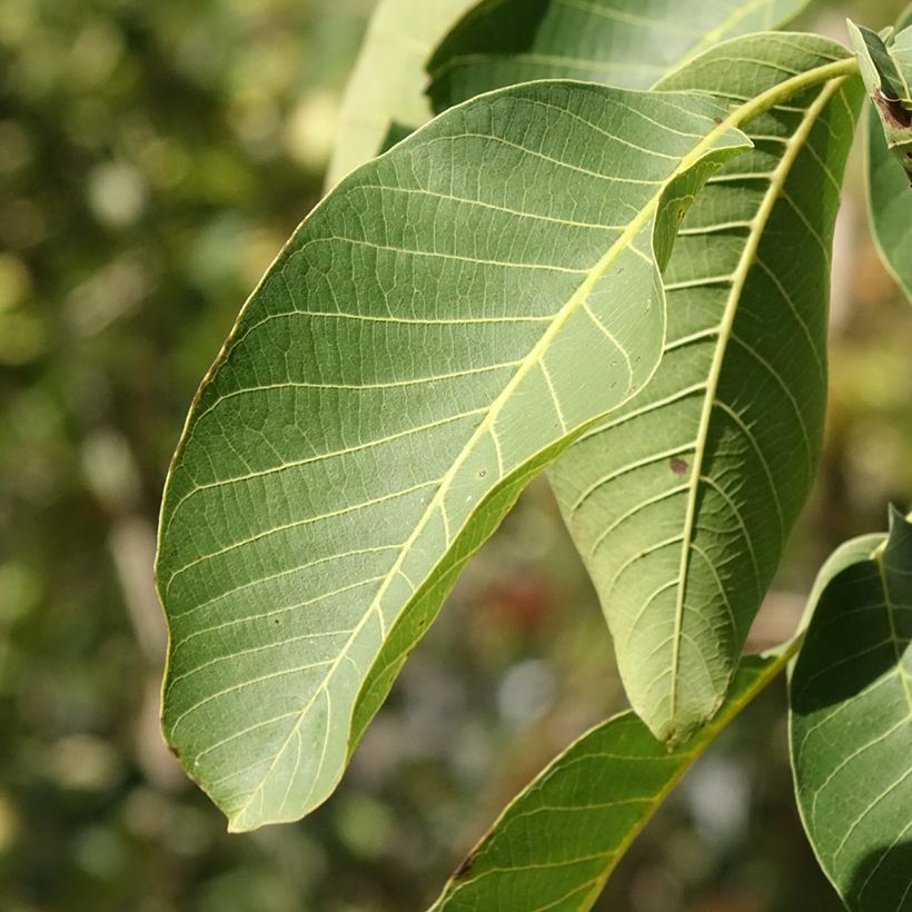 Common Walnut Mayette - Juglans regia (Foliage)