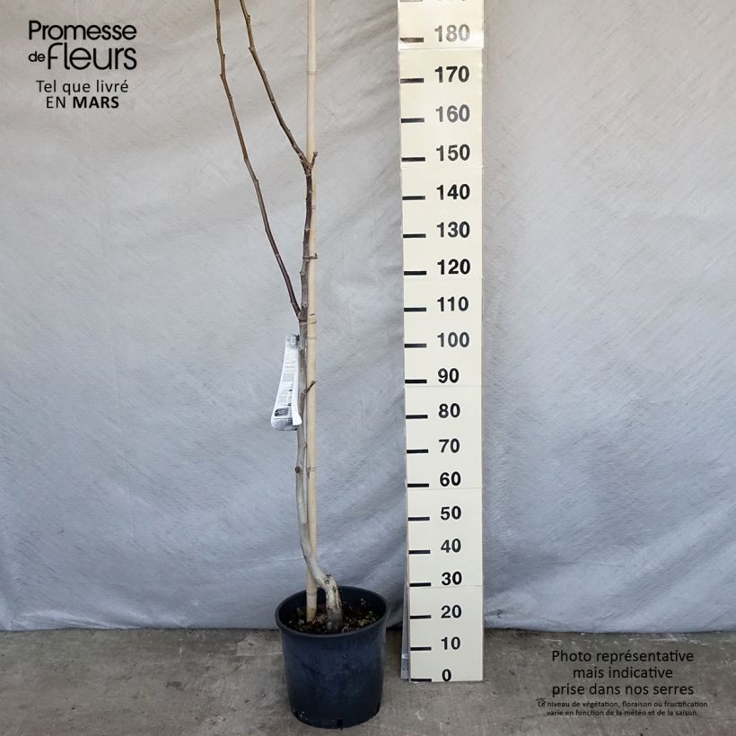 Common Walnut Mayette - Juglans regia sample as delivered in spring