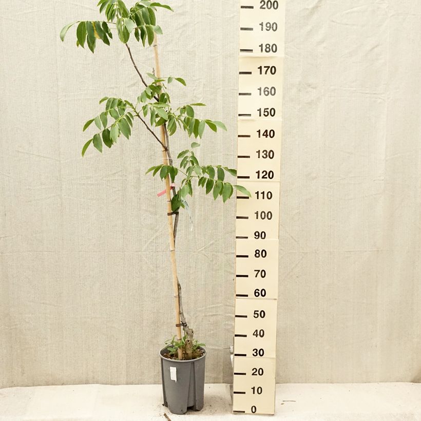 Common Walnut Franquette - Juglans regia 7.5L/10L pot, Half standard sample as delivered in summer