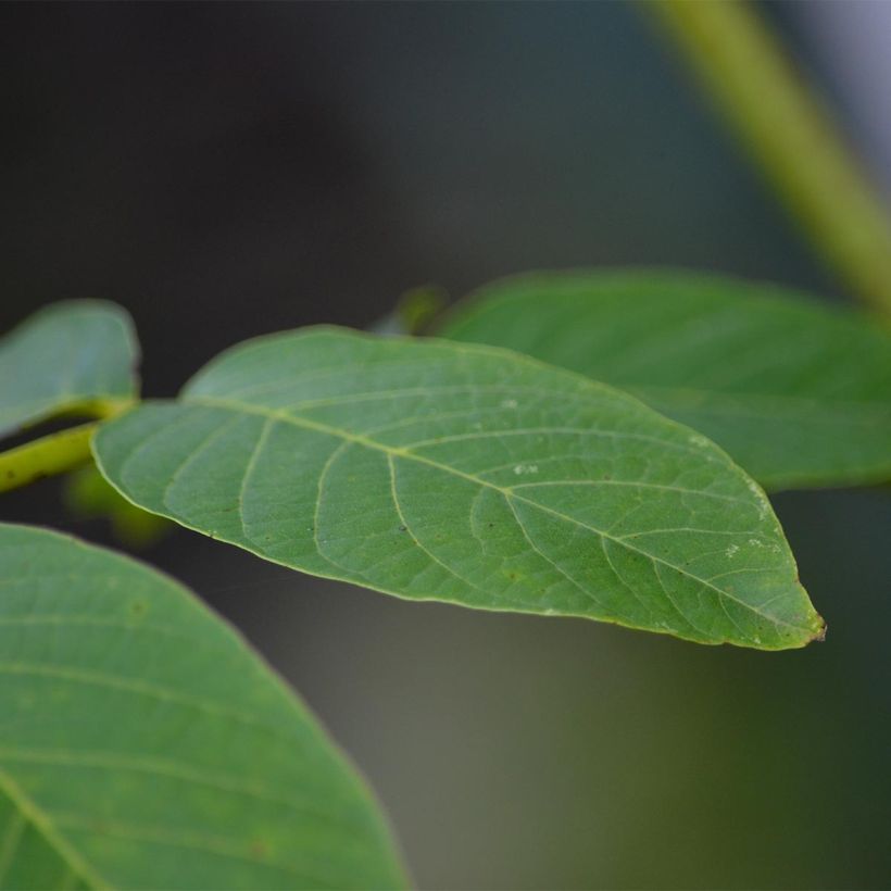 Common Walnut Franquette - Juglans regia (Foliage)