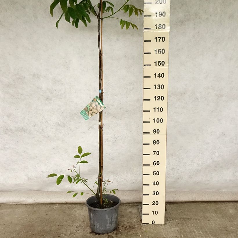 Common Walnut Parisienne - Juglans regia 18L/20L pot, Sapling sample as delivered in summer