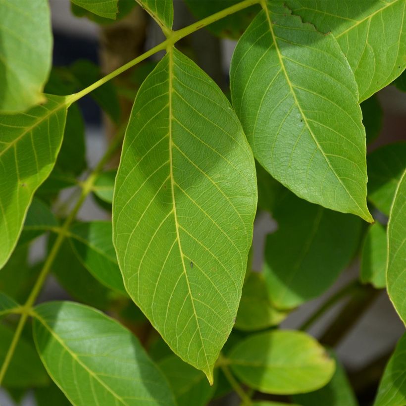 Common Walnut Parisienne - Juglans regia (Foliage)