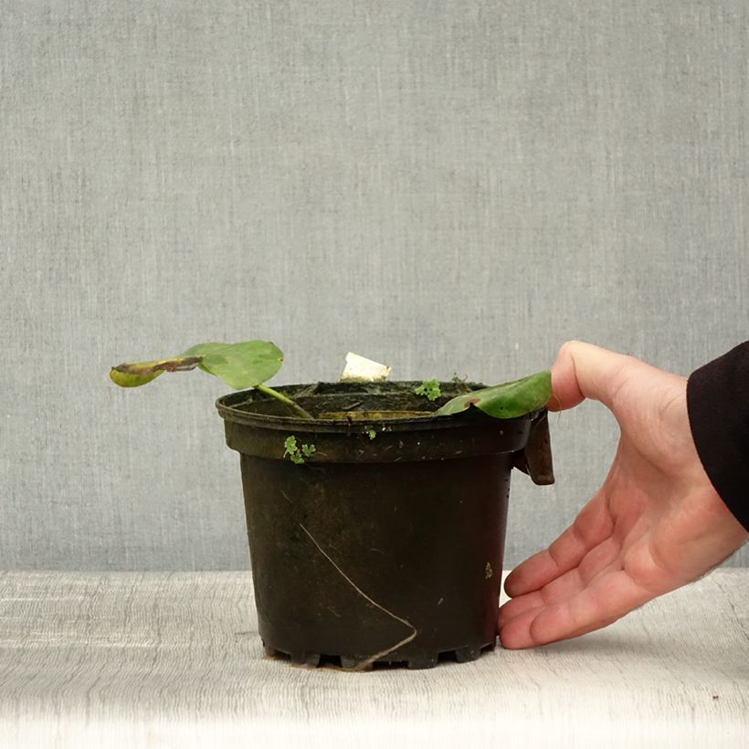Nymphaea alba Delicata 1.5L/2L pot sample as delivered in autumn