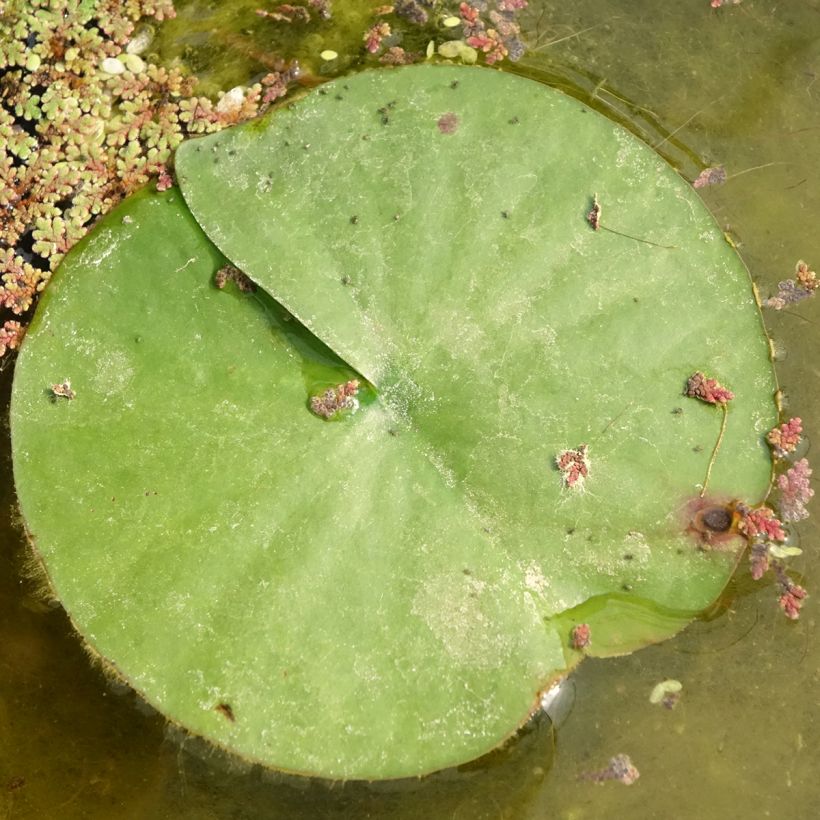 Nymphaea Almost Black - Water Lily (Foliage)