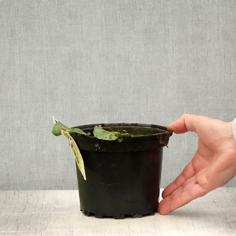 Nymphaea candida 1.5L/2L pot sample as delivered in summer