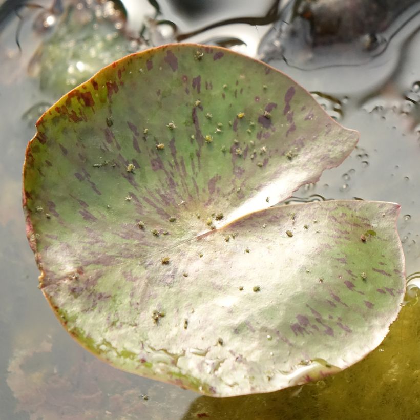 Nymphaea Carolina Sunset (Foliage)