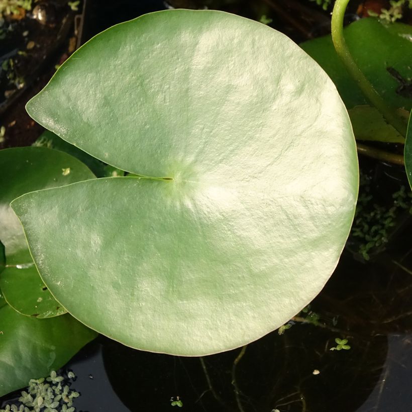 Nymphaea Charles de Meurville - Water Lily (Foliage)
