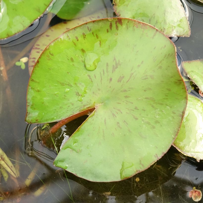 Nymphaea Comanche - Water Lily (Foliage)
