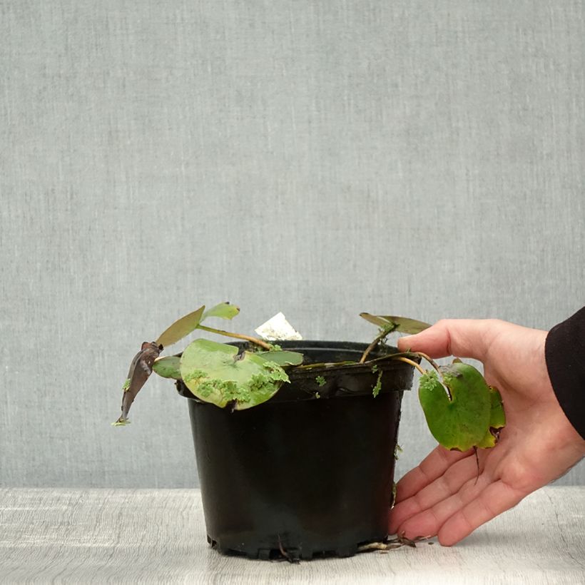 Nymphaea Cynthia Ann 1.5L/2L pot sample as delivered in autumn