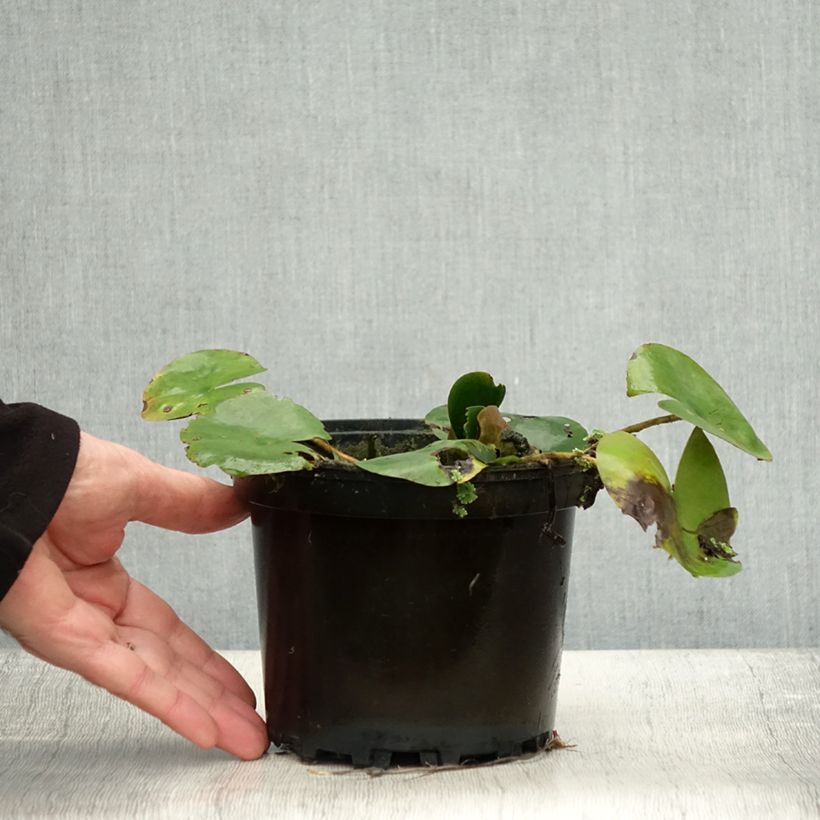 Nymphaea Dahlia 1.5L/2L pot sample as delivered in autumn