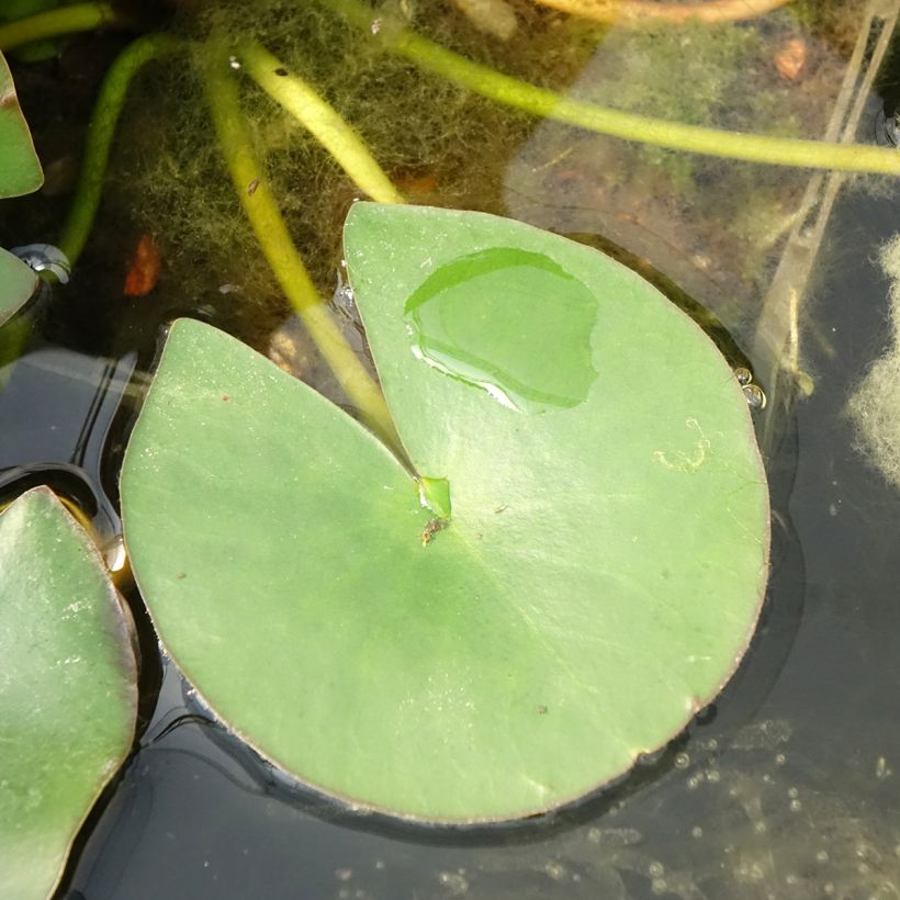 Nymphaea Gladstoniana - hardy nymphaea (Foliage)