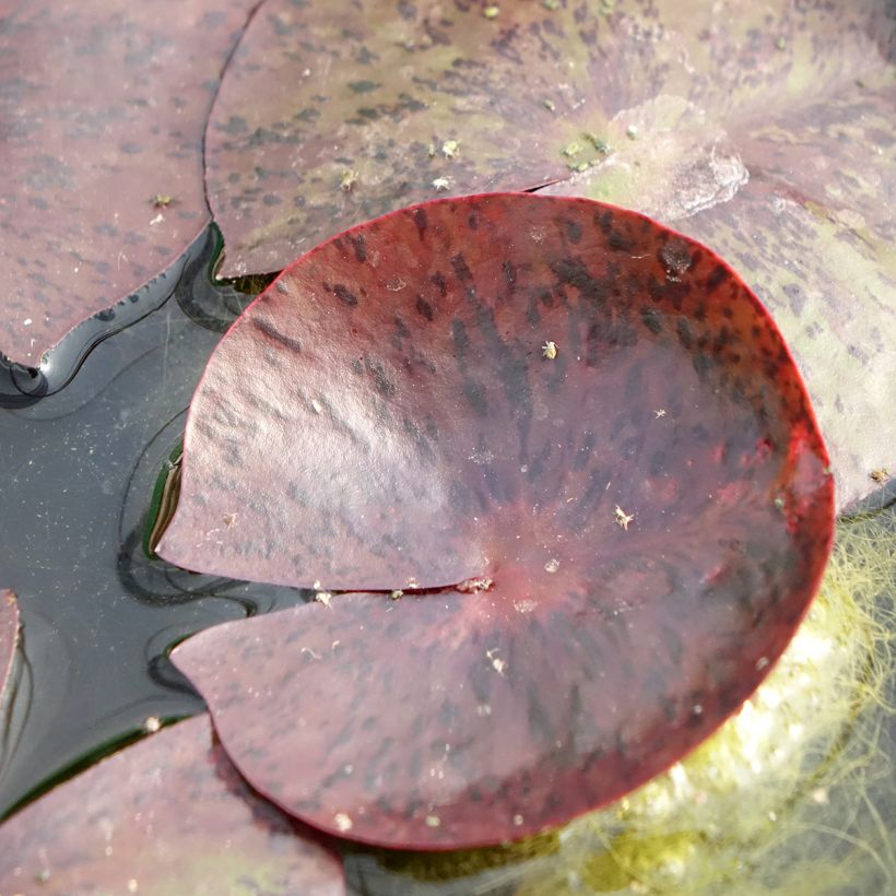 Nymphaea Gregg's Orange Beauty (Foliage)