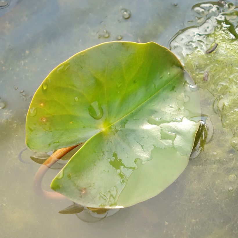 Nymphaea Jean de la Marsalle (Foliage)