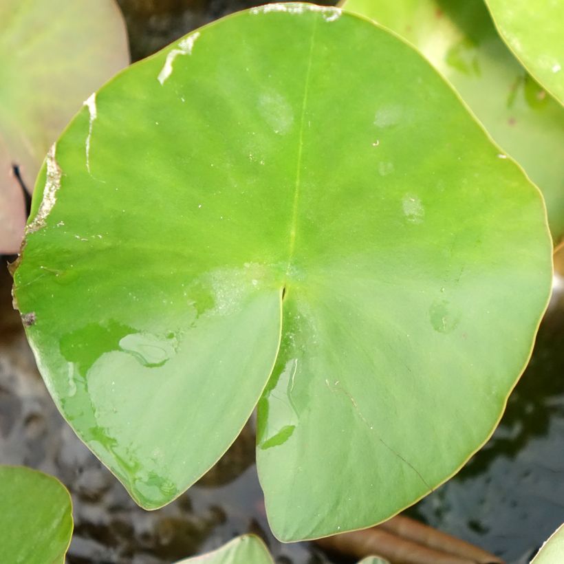 Nymphaea Lactea - Waterlily (Foliage)