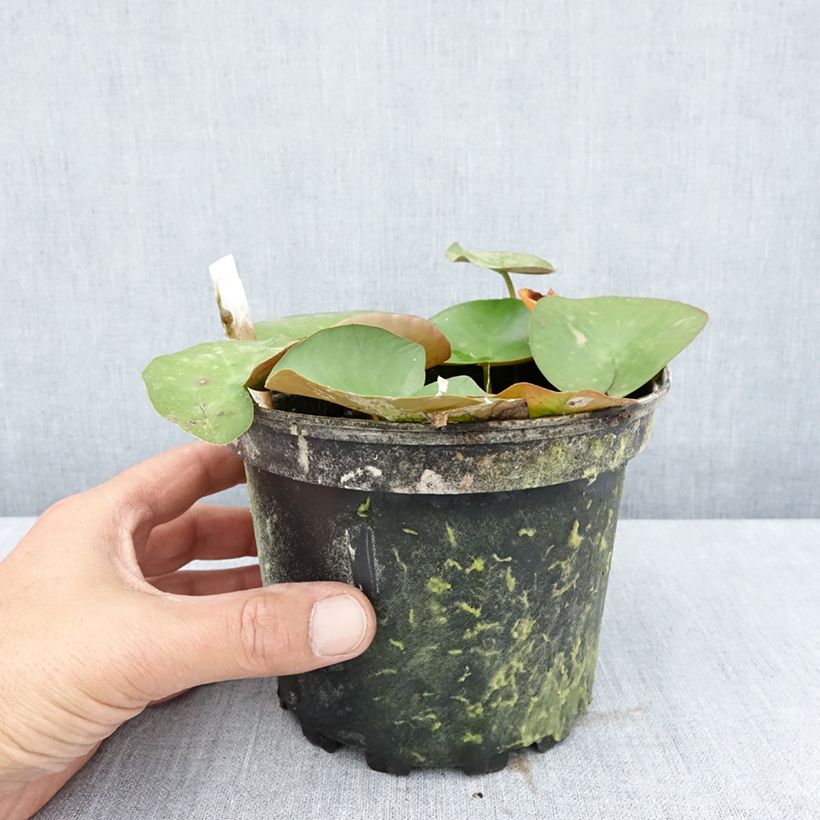 Nymphaea Lactea - Waterlily 1.5L/2L pot sample as delivered in summer