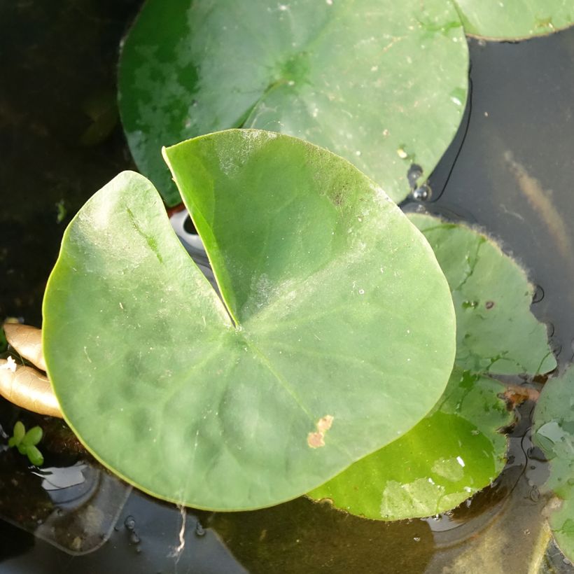 Nymphaea Laydekeri Liliacea - Water Lily (Foliage)