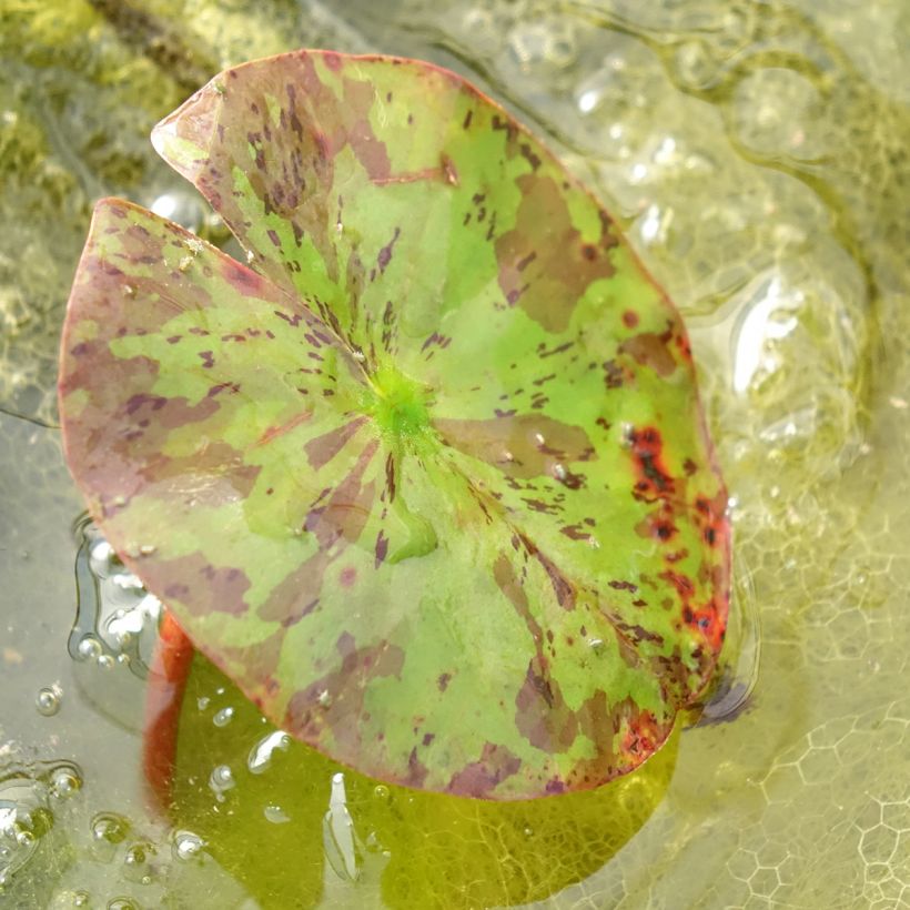 Nymphaea Lemon Chiffon - Waterlily (Foliage)