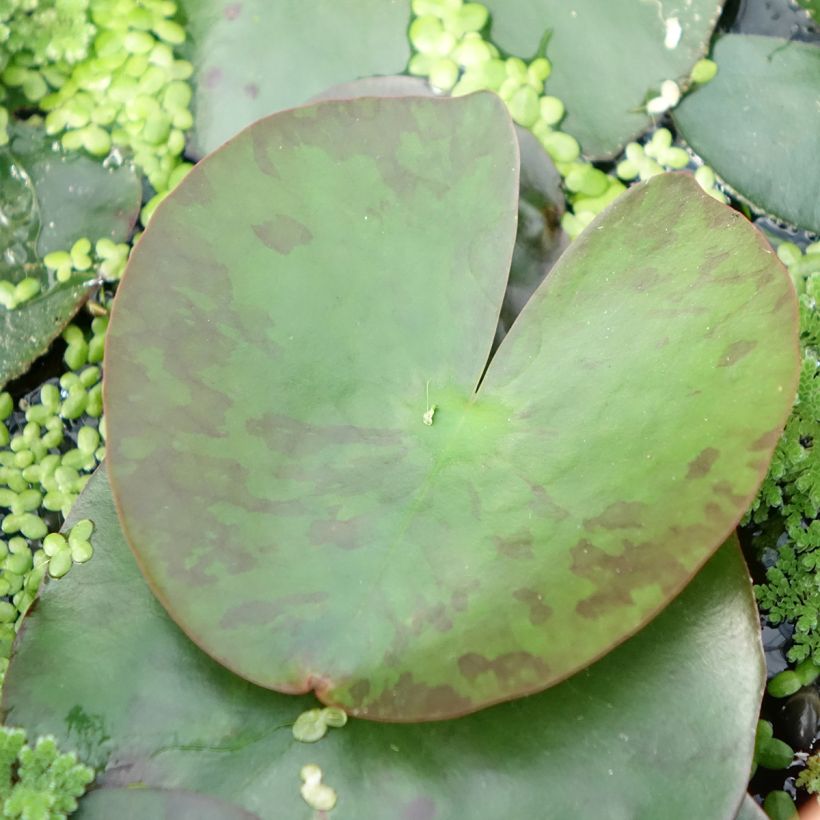 Nymphaea Lemon Mist - Water Lily (Foliage)
