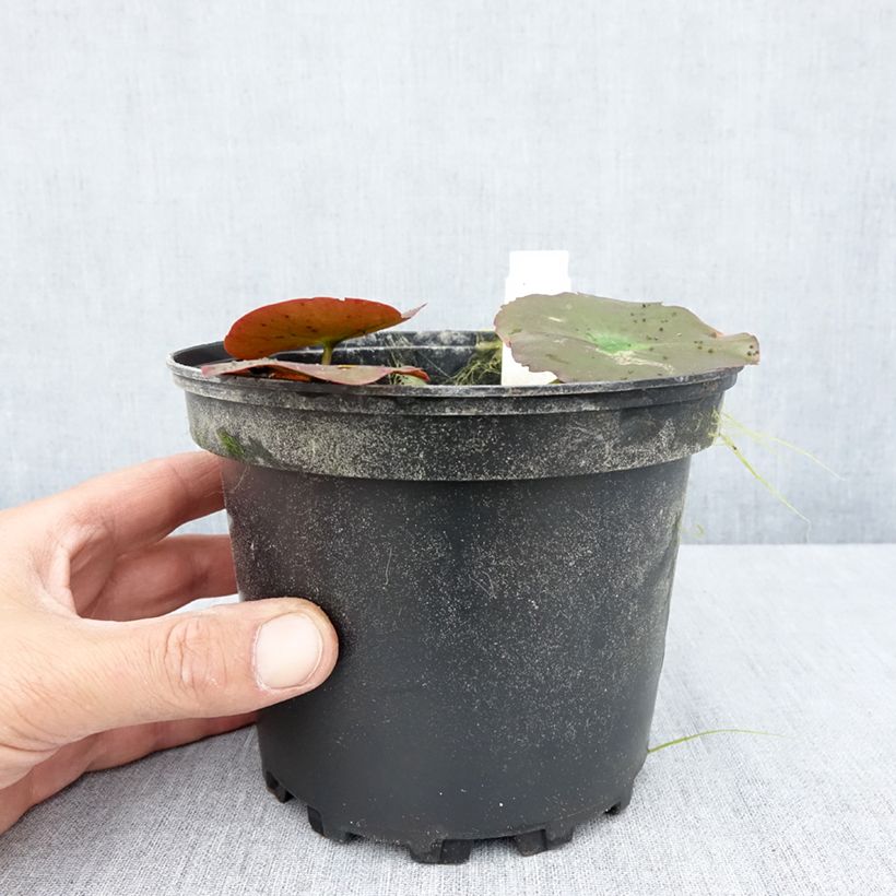 Nymphaea Lily Pons - Waterlily 1.5L/2L pot sample as delivered in summer