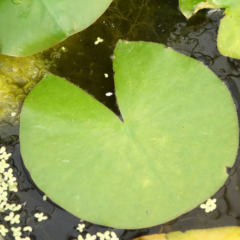 Nymphaea Madame Wilfron - Water Lily (Foliage)