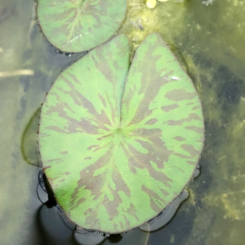 Nymphaea Marian Strawn - Waterlily (Foliage)