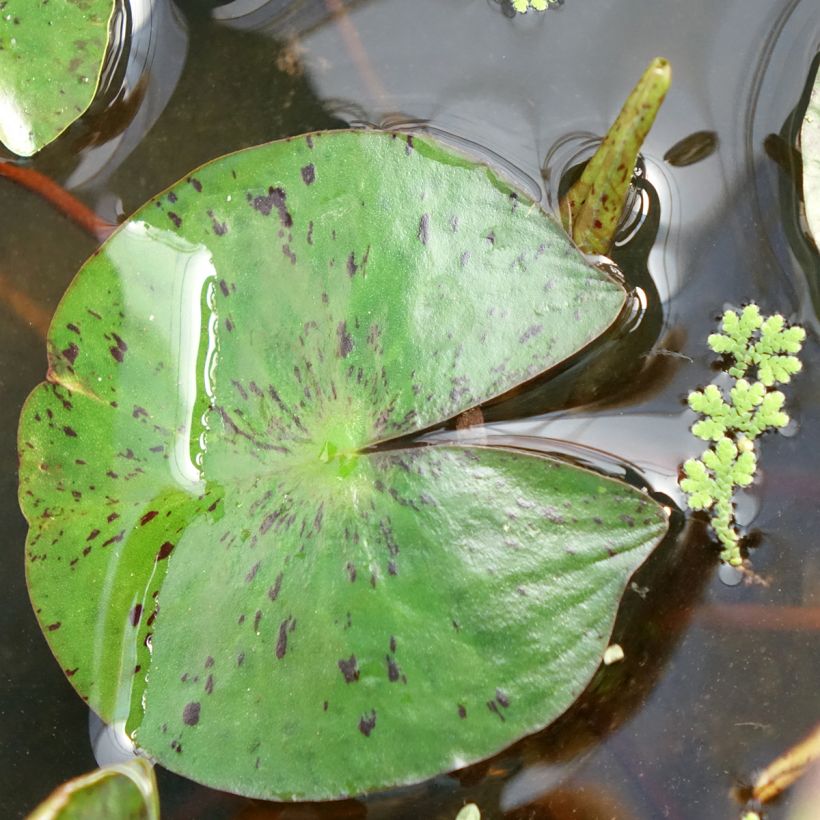 Nymphaea Marliacea Chromatella - Water Lily (Foliage)