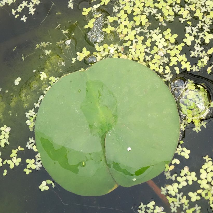 Nymphaea Marliacea Rubra - Water Lily (Foliage)
