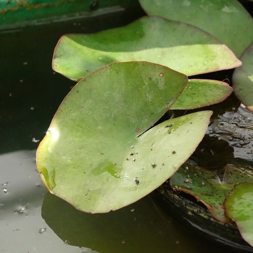 Nymphaea Moorei - Waterlily (Foliage)