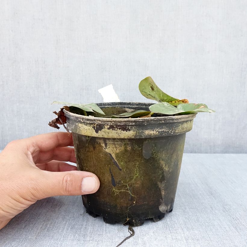 Nymphaea Moorei - Waterlily 1.5L/2L pot sample as delivered in summer