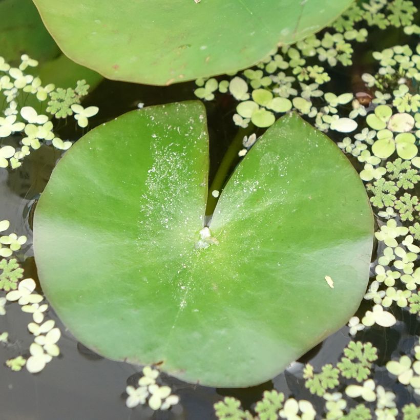 Nymphaea Odorata Alba - Water Lily (Foliage)