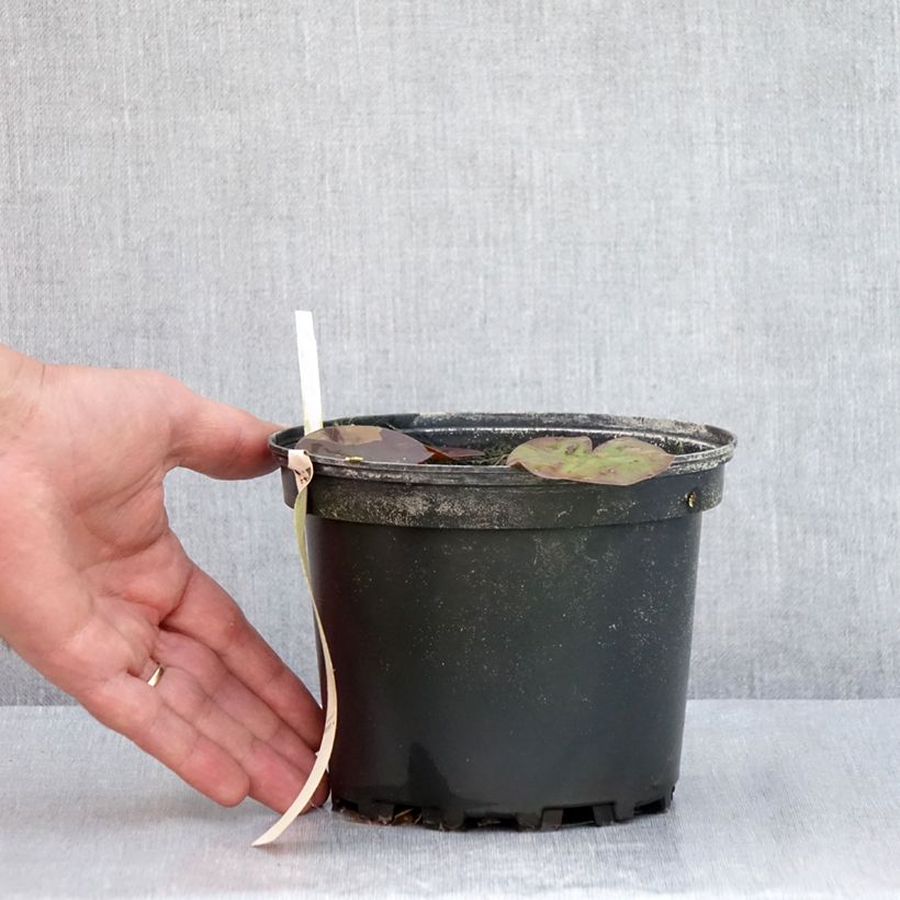 Nymphaea Odorata Suavissima - Waterlily 1.5L/2L pot sample as delivered in summer