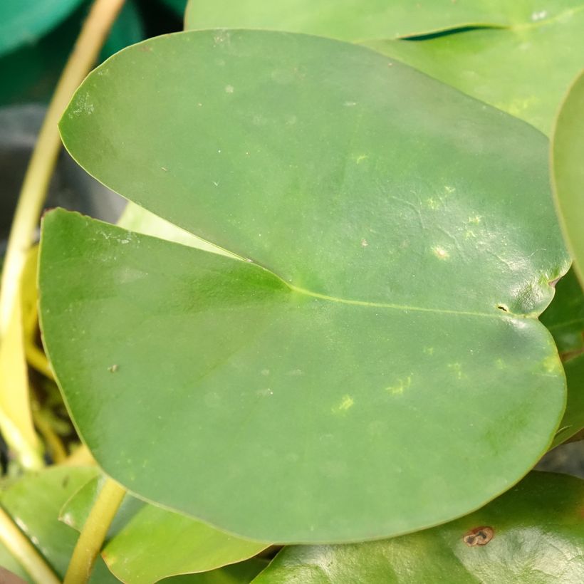 Nymphaea Perry's Double - Water Lily (Foliage)