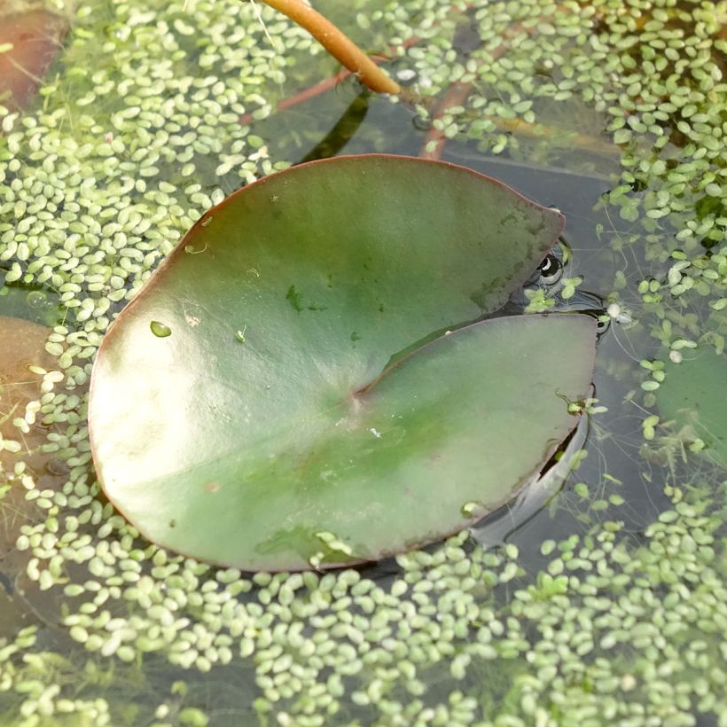 Nymphaea Pygmaea Rubra - Water Lily (Foliage)