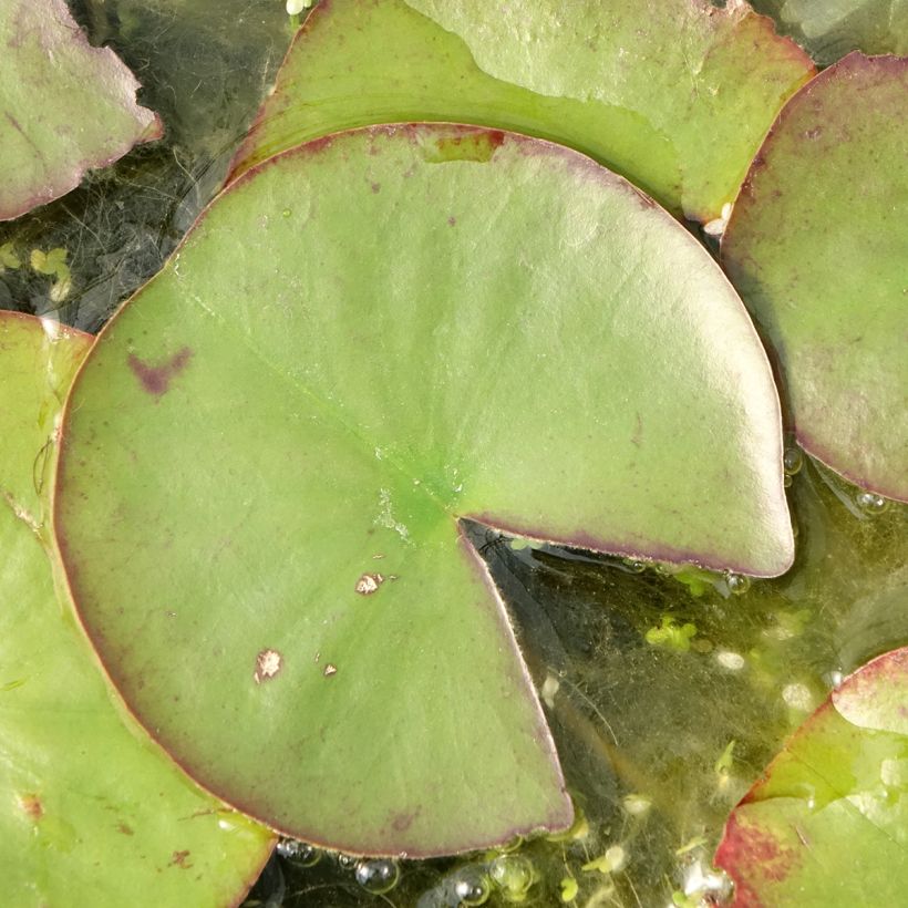 Nymphaea Ray Davies - Water Lily (Foliage)