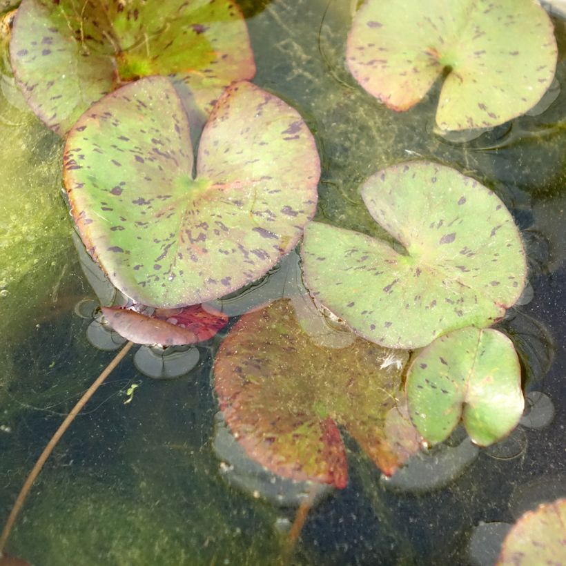 Nymphaea Red Spider - Water Lily (Foliage)