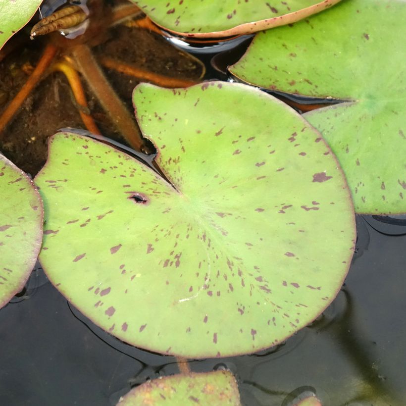 Nymphaea Sioux - Water Lily (Foliage)