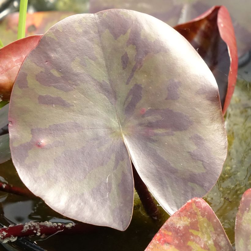 Nymphaea Starbright - Waterlily (Foliage)