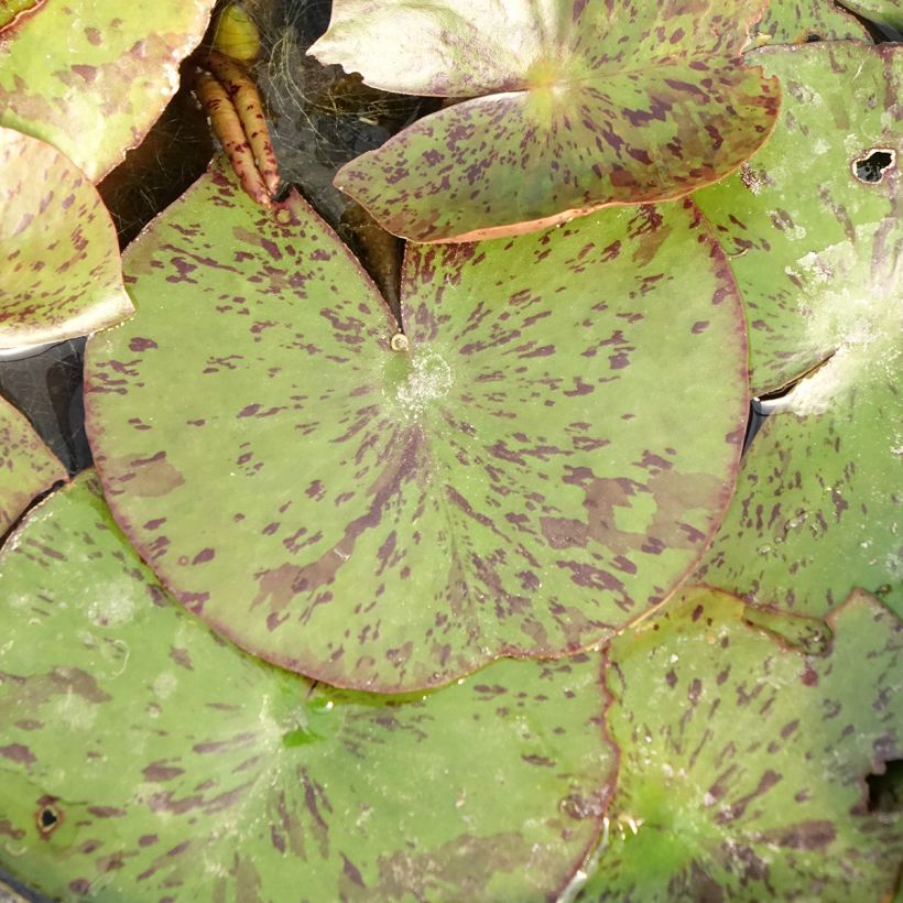 Nymphaea Texas Dawn - Water lily (Foliage)