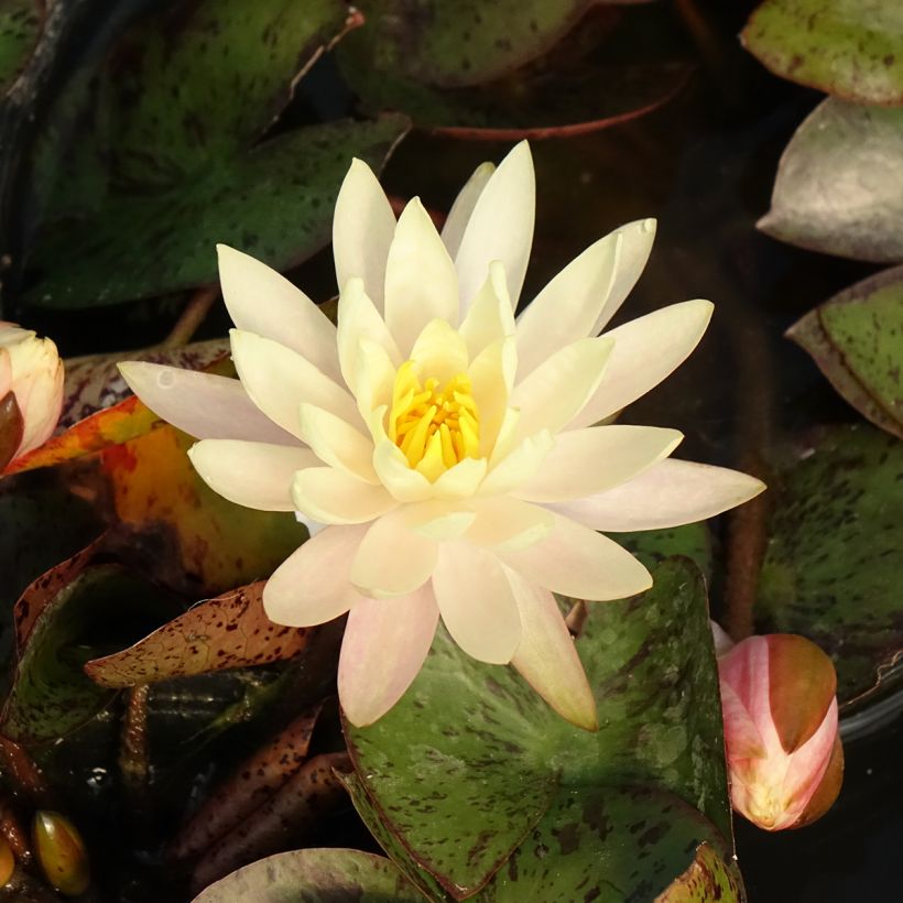 Nymphaea Texas Dawn - Water lily (Flowering)