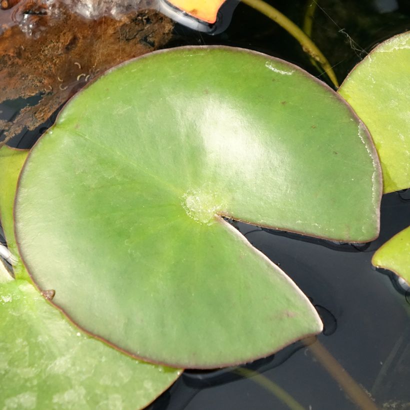 Nymphaea Venusta - Water Lily (Foliage)