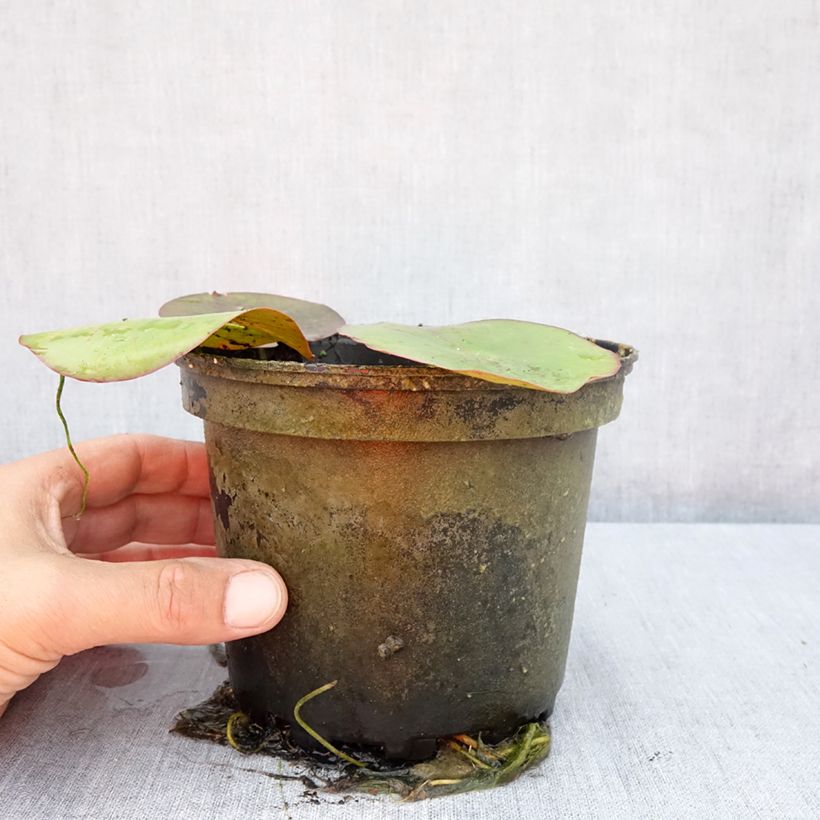 Nymphaea Virginalis - Water lily 1.5L/2L pot sample as delivered in summer