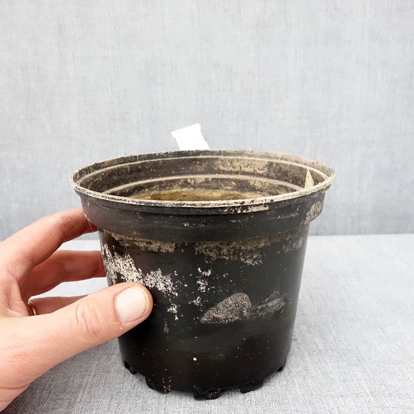 Nymphaea White Sultan - Waterlily 1.5L/2L pot sample as delivered in winter
