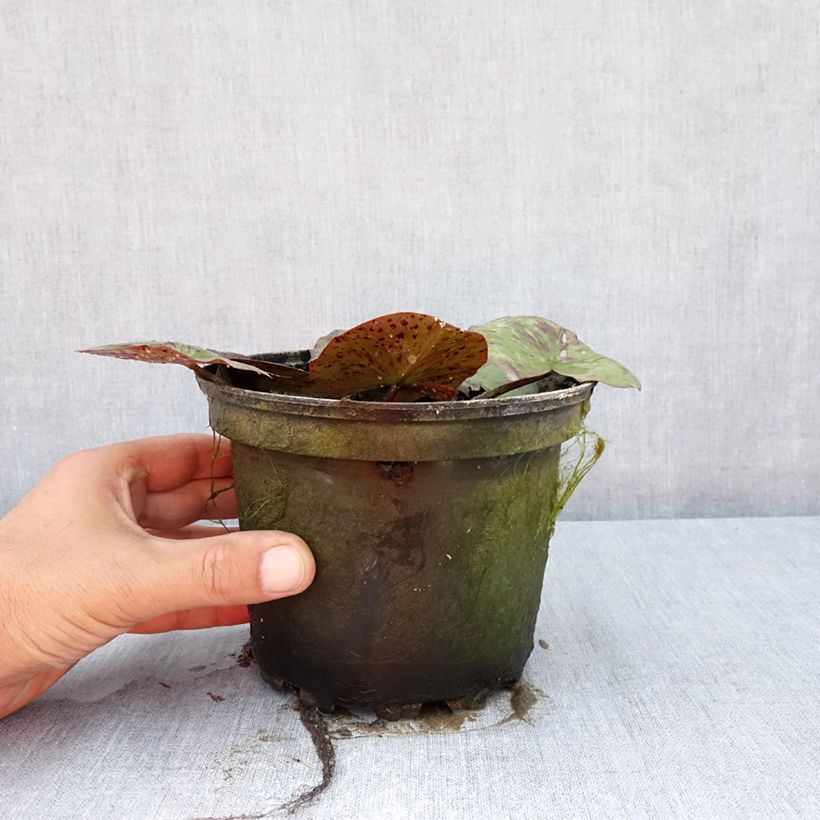 Nymphaea Yellow Queen - Waterlily 1.5L/2L pot sample as delivered in summer