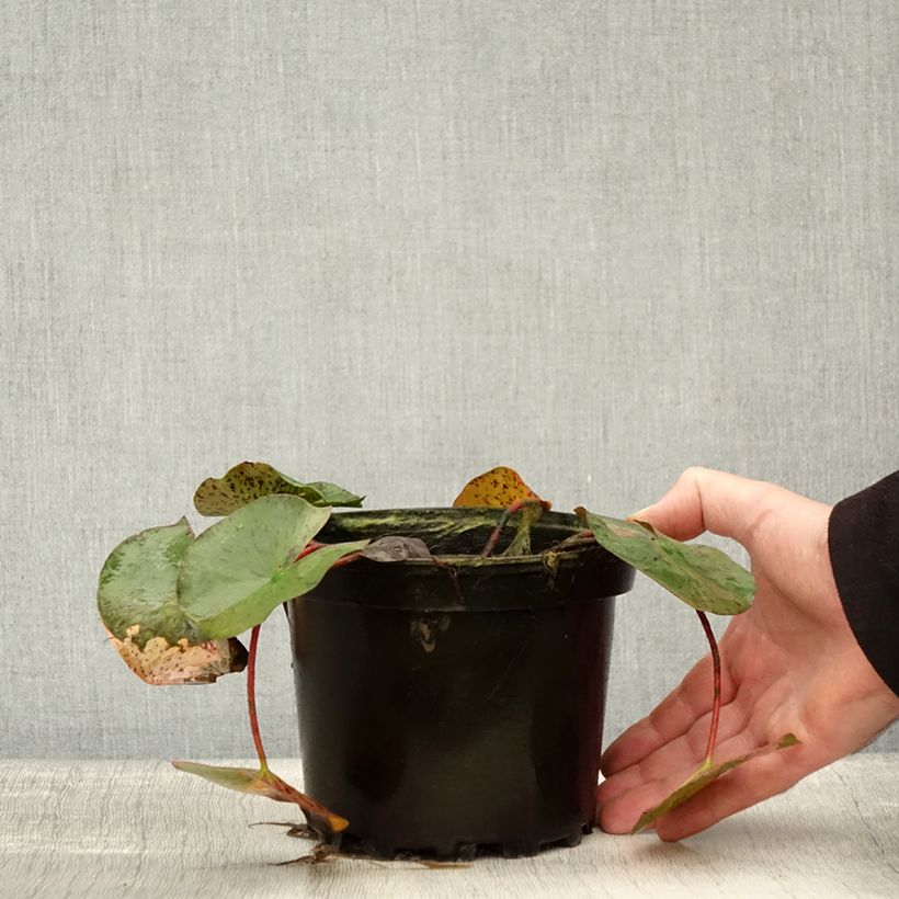 Nymphaea Yellow Queen - Waterlily 1.5L/2L pot sample as delivered in autumn